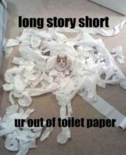 toilet paper cat
